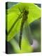 Brown Hawker Aeshna Dragonfly Newly Emerged Adult Sheltering from Rain, West Sussex, England, UK-Andy Sands-Premier Image Canvas