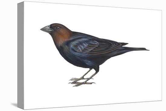 Brown-Headed Cowbird (Molothrus Ater), Birds-Encyclopaedia Britannica-Stretched Canvas