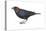 Brown-Headed Cowbird (Molothrus Ater), Birds-Encyclopaedia Britannica-Stretched Canvas