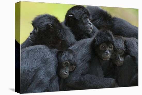 Brown Headed Spider Monkey (Ateles Fusciceps) Group Resting Together-Edwin Giesbers-Premier Image Canvas