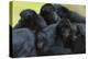 Brown Headed Spider Monkey (Ateles Fusciceps) Group Resting Together-Edwin Giesbers-Premier Image Canvas