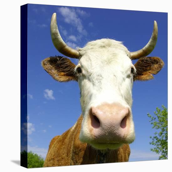 Brown Holstein Cow In The Field Looking At You-Volokhatiuk-Premier Image Canvas