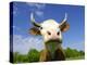 Brown Holstein Cow In The Field Looking At You-Volokhatiuk-Premier Image Canvas