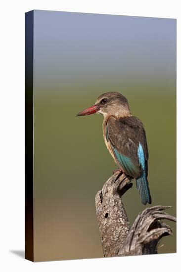 Brown-Hooded Kingfisher (Halcyon Albiventris), Kruger National Park, South Africa, Africa-James Hager-Premier Image Canvas