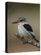 Brown-hooded kingfisher (Halcyon albiventris), Kruger National Park, South Africa, Africa-James Hager-Premier Image Canvas