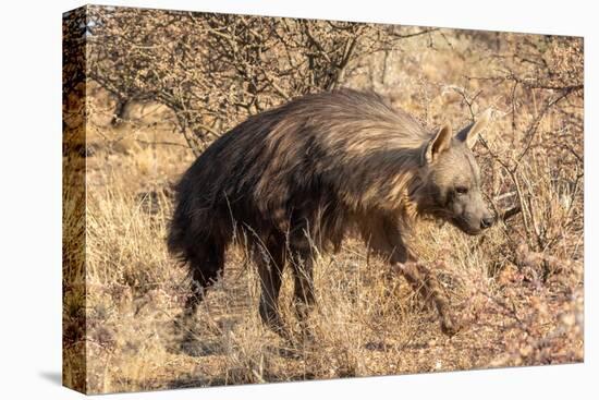 Brown hyaena walking through dry grass, Namibia-Sylvain Cordier-Premier Image Canvas