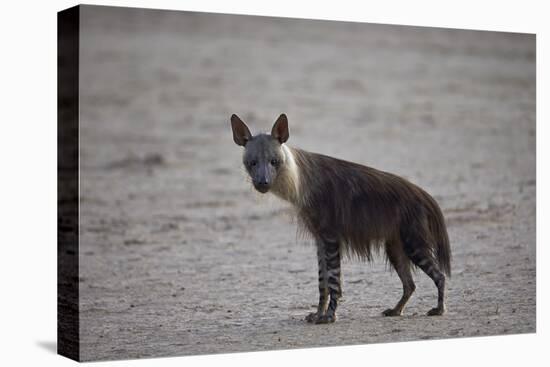 Brown Hyena (Hyaena Brunnea) (Formerly Parahyaena Brunnea)-James Hager-Premier Image Canvas