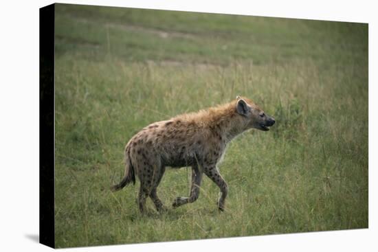 Brown Hyena Running in Grass-DLILLC-Premier Image Canvas