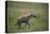 Brown Hyena Running in Grass-DLILLC-Premier Image Canvas