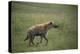 Brown Hyena Running in Grass-DLILLC-Premier Image Canvas