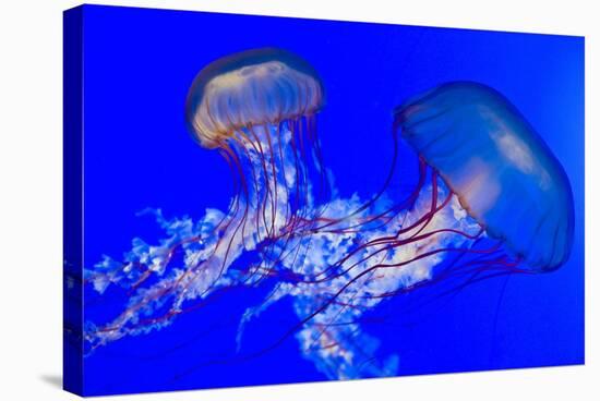 Brown Jellyfish-David Nunuk-Premier Image Canvas