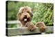 Brown Labradoodle with Front Paws on Gate-null-Premier Image Canvas