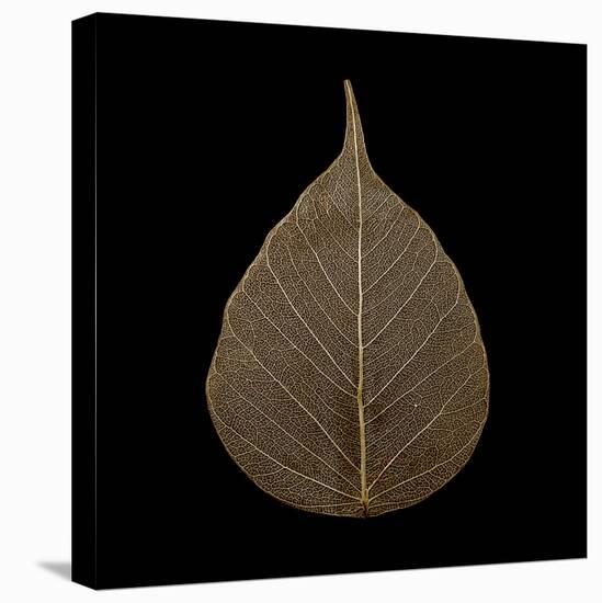 Brown Leaf-null-Premier Image Canvas
