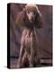 Brown Miniature Poodle Studio Portrait with Full Ears But Most of Its Hair Clipped-Adriano Bacchella-Premier Image Canvas