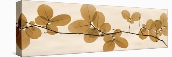 Brown Myrtle Moments-Albert Koetsier-Stretched Canvas