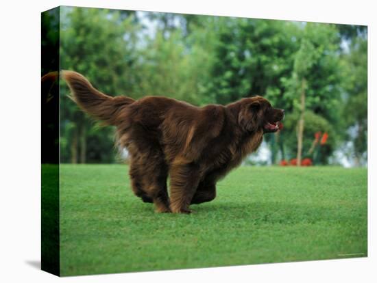 Brown Newfoundland Dog Running-Adriano Bacchella-Premier Image Canvas