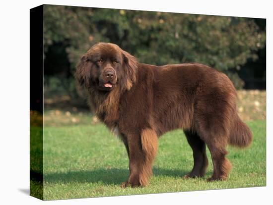 Brown Newfoundland Portrait-Adriano Bacchella-Premier Image Canvas