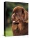 Brown Newfoundland Portrait-Adriano Bacchella-Premier Image Canvas