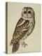 Brown Owl (Strix Ulula)-Rev. C. Atkinson-Premier Image Canvas