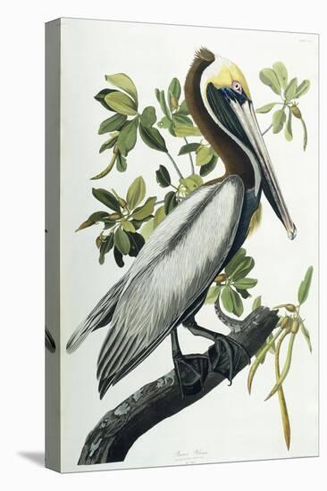 Brown Pelican, 1835-John James Audubon-Premier Image Canvas