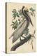 Brown Pelican, 1835-John James Audubon-Premier Image Canvas