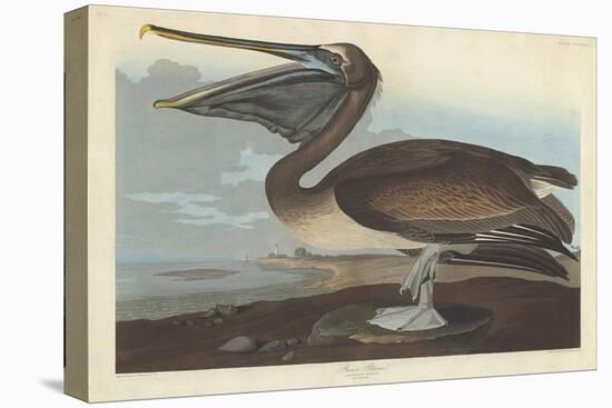 Brown Pelican, 1838-John James Audubon-Premier Image Canvas
