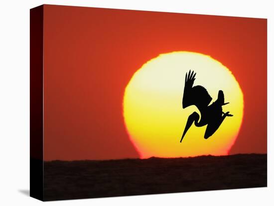 Brown Pelican Diving in Front of Setting Sun-Arthur Morris-Premier Image Canvas