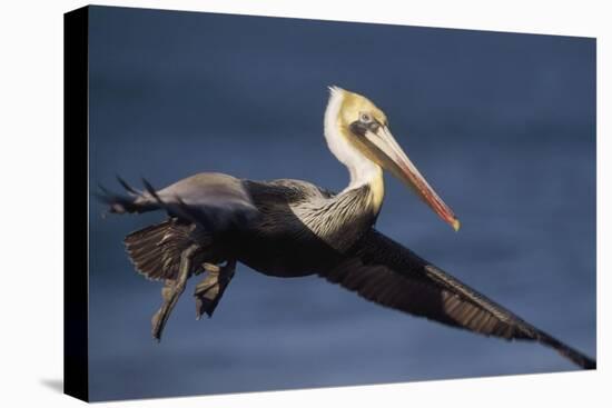 Brown Pelican flying, California-Tim Fitzharris-Stretched Canvas