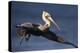 Brown Pelican flying, California-Tim Fitzharris-Stretched Canvas