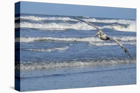 Brown Pelican flying, New Smyrna Beach, Florida, Usa-Lisa S^ Engelbrecht-Premier Image Canvas