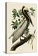 Brown Pelican II-John James Audubon-Stretched Canvas