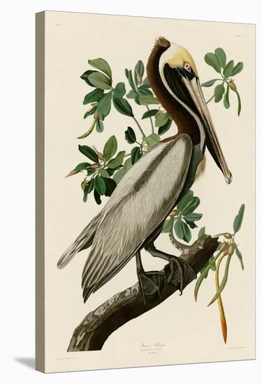 Brown Pelican II-John James Audubon-Stretched Canvas