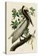 Brown Pelican II-John James Audubon-Stretched Canvas