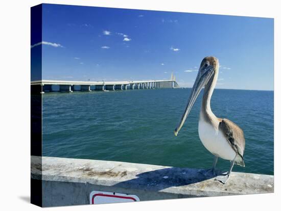 Brown Pelican in Front of the Sunshine Skyway Bridge at Tampa Bay, Florida, USA-Tomlinson Ruth-Premier Image Canvas