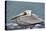 Brown pelican, New Smyrna Beach, Florida, USA-Lisa Engelbrecht-Premier Image Canvas