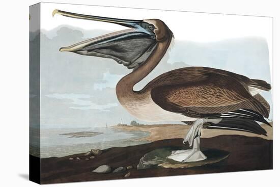 Brown Pelican, Pelecanus Fuscus, from the Birds of America by John J. Audubon, Pub. 1827-38 (Hand C-John James Audubon-Premier Image Canvas