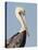 Brown Pelican (Pelecanus Occidentalis) Perched at Goose Island State Park, Aransas Co., Texas, Usa-Larry Ditto-Premier Image Canvas