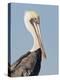 Brown Pelican (Pelecanus Occidentalis) Perched at Goose Island State Park, Aransas Co., Texas, Usa-Larry Ditto-Premier Image Canvas
