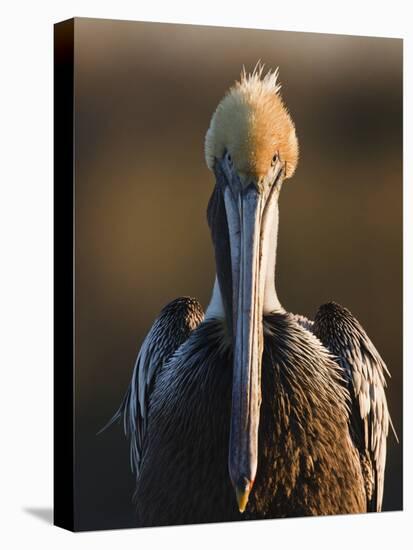 Brown Pelican (Pelecanus Occidentalis) Perched at Goose Island State Park, Aransas Co., Texas, Usa-Larry Ditto-Premier Image Canvas