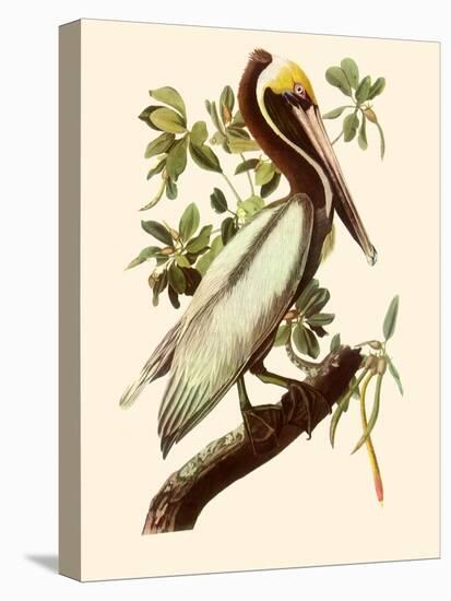 Brown Pelican, Pelecanus Occidentalis-John James Audubon-Premier Image Canvas