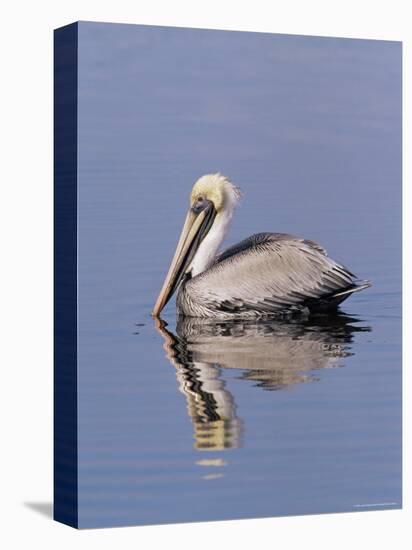 Brown Pelican (Pelicanus Occidentalis), J. N. "Ding" Darling National Wildlife Refuge, Florida-James Hager-Premier Image Canvas