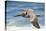 Brown Pelican Soaring. La Jolla Cove, San Diego-Michael Qualls-Premier Image Canvas