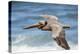 Brown Pelican Soaring. La Jolla Cove, San Diego-Michael Qualls-Premier Image Canvas