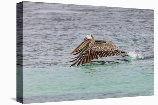 Brown pelican taking off from water, San Cristobal Island, Galapagos Islands, Ecuador.-Adam Jones-Premier Image Canvas