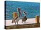 Brown Pelican-Joe Restuccia III-Premier Image Canvas