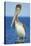 Brown Pelican-Clay Coleman-Premier Image Canvas