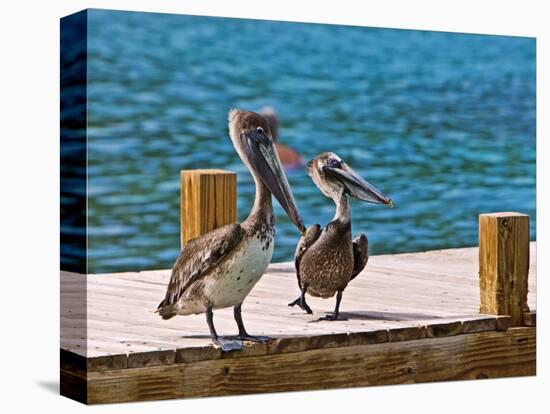 Brown Pelican-Joe Restuccia III-Premier Image Canvas