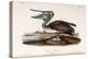 Brown Pelican-John James Audubon-Premier Image Canvas