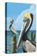 Brown Pelican-Lantern Press-Stretched Canvas