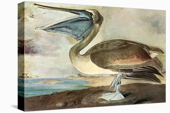 Brown Pelican-John James Audubon-Stretched Canvas